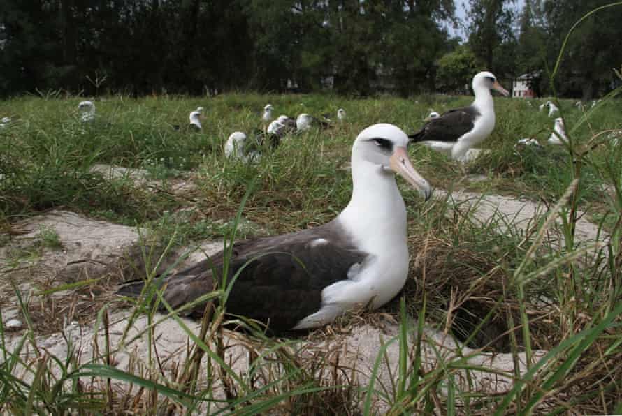 O albatroz Laysan mais antigo do mundo, uma fêmea chamada Wisdom, nidifica no refúgio nacional de vida selvagem do Atol Midway.