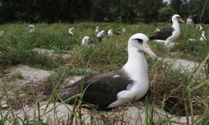 The world’s oldest Laysan albatross, a female named Wisdom, nesting on Midway Atoll national wildlife refuge.