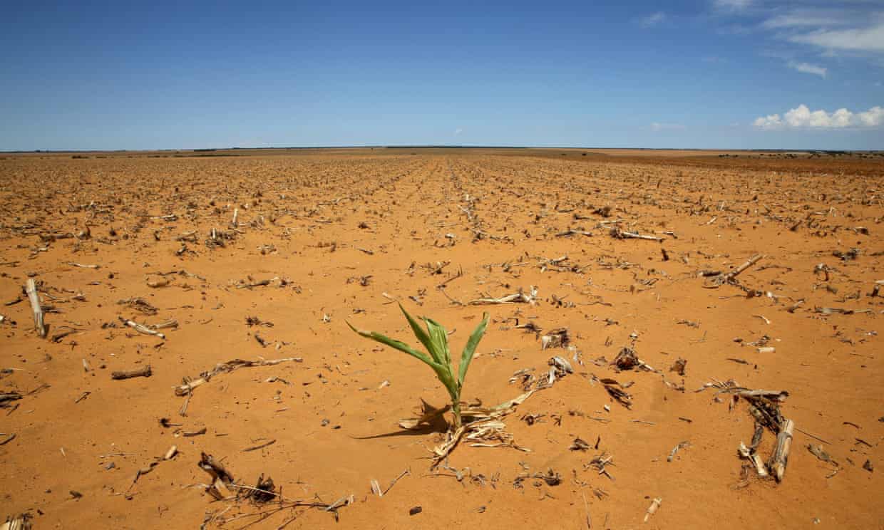 A field in Hoopstad, a maize-producing district in the Free State province, South Africa, January 2016