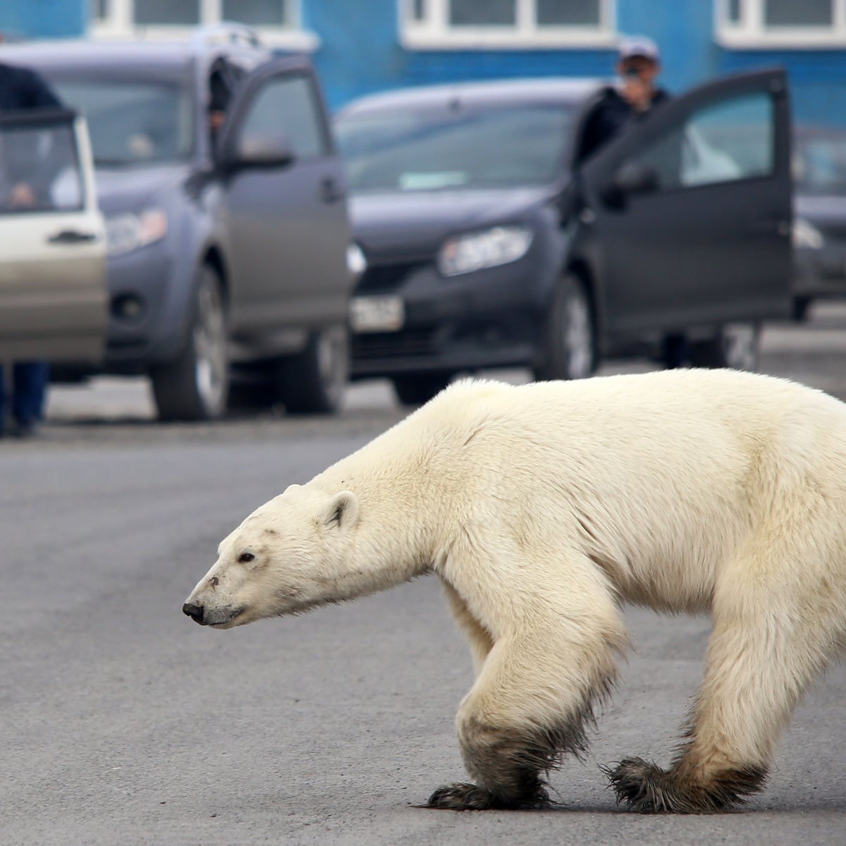Human Disturbance Increasing Cannibalism Among Polar Bears