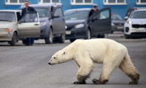 Um urso polar entra na cidade industrial russa de Norilsk em 17 de junho de 2019. O estresse do habitat está levando os ursos a tentar a sorte mais perto de assentamentos humanos, ou mesmo a canibalizar sua espécie.