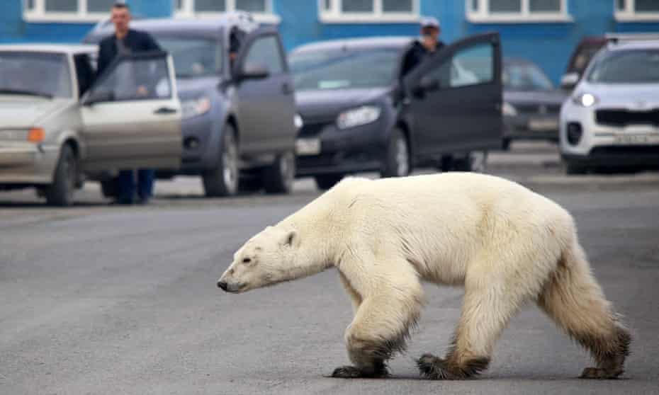 A polar bear wanders into the Russian industrial city of Norilsk on 17 June 2019. Habitat stress is leading bears to try their luck nearer human settlements, or even cannibalise their kind.