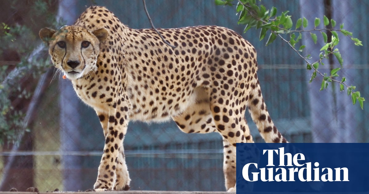 cheetah-deaths-raise-questions-over-india-s-reintroduction-scheme