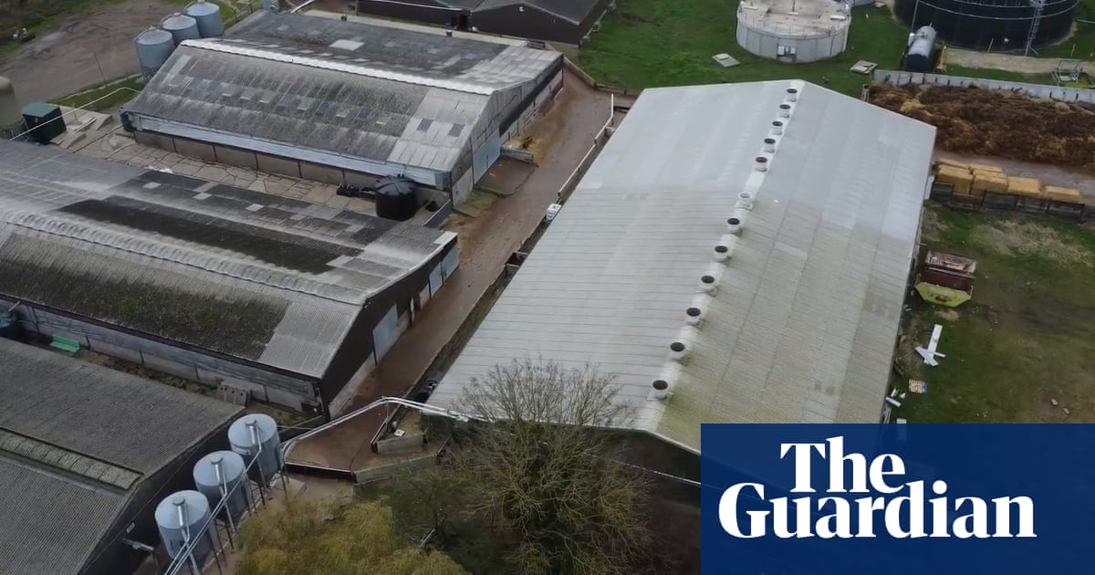 英国超市暂停了林肯郡猪农场的用品,以谋杀索赔|肉类行业 英国超市暂停了林肯郡猪农场的用品,以谋杀索赔|肉类行业