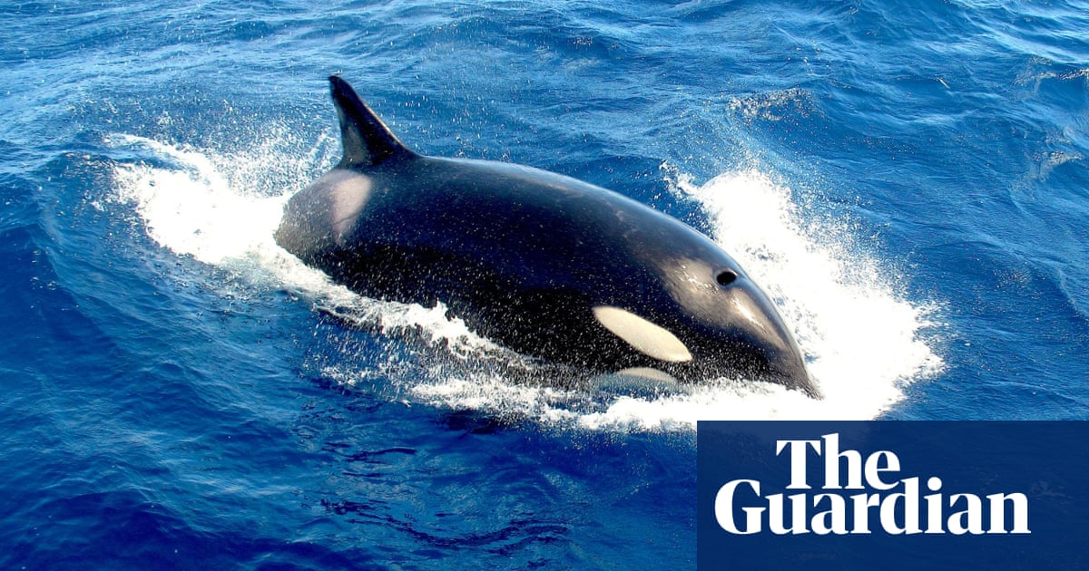 Out Of The Blue On The Edge Of The World Killer Whales Converge