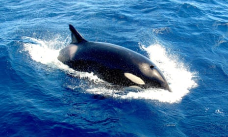 A killer whale off the western coast of Australia.