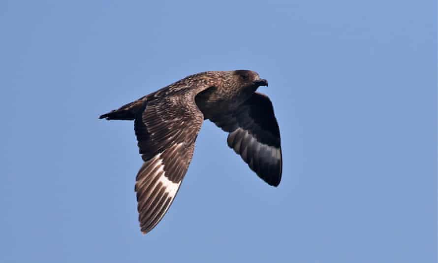 This great skua was one of the stars of the boat trip.