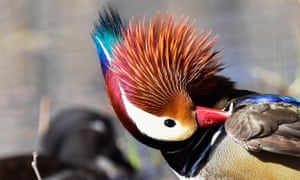 Mandarin ducks, an endangered species.