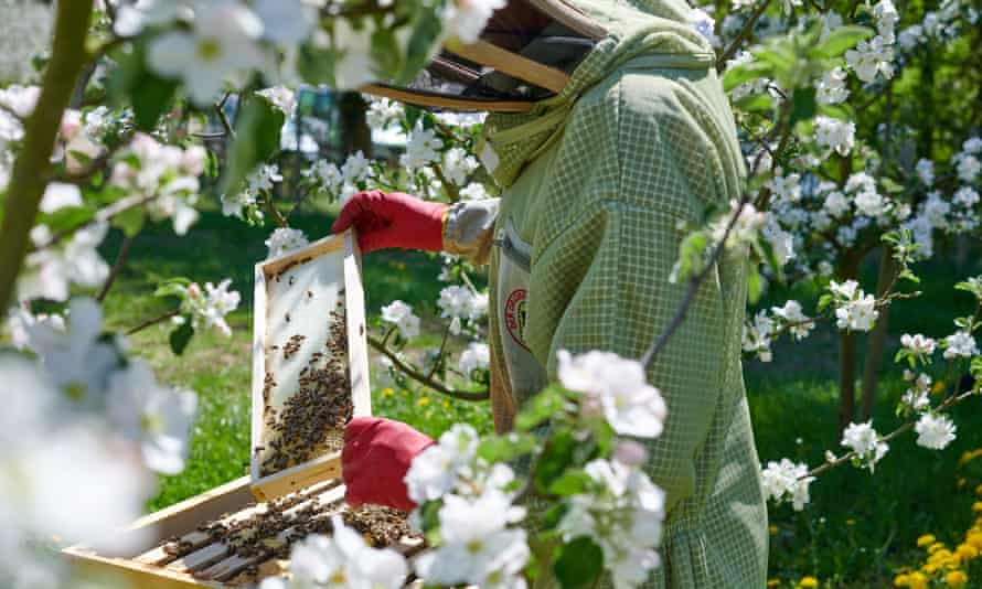 3. Inline HR Konstanz - Beekeeper in a hive of the Bioland apiary