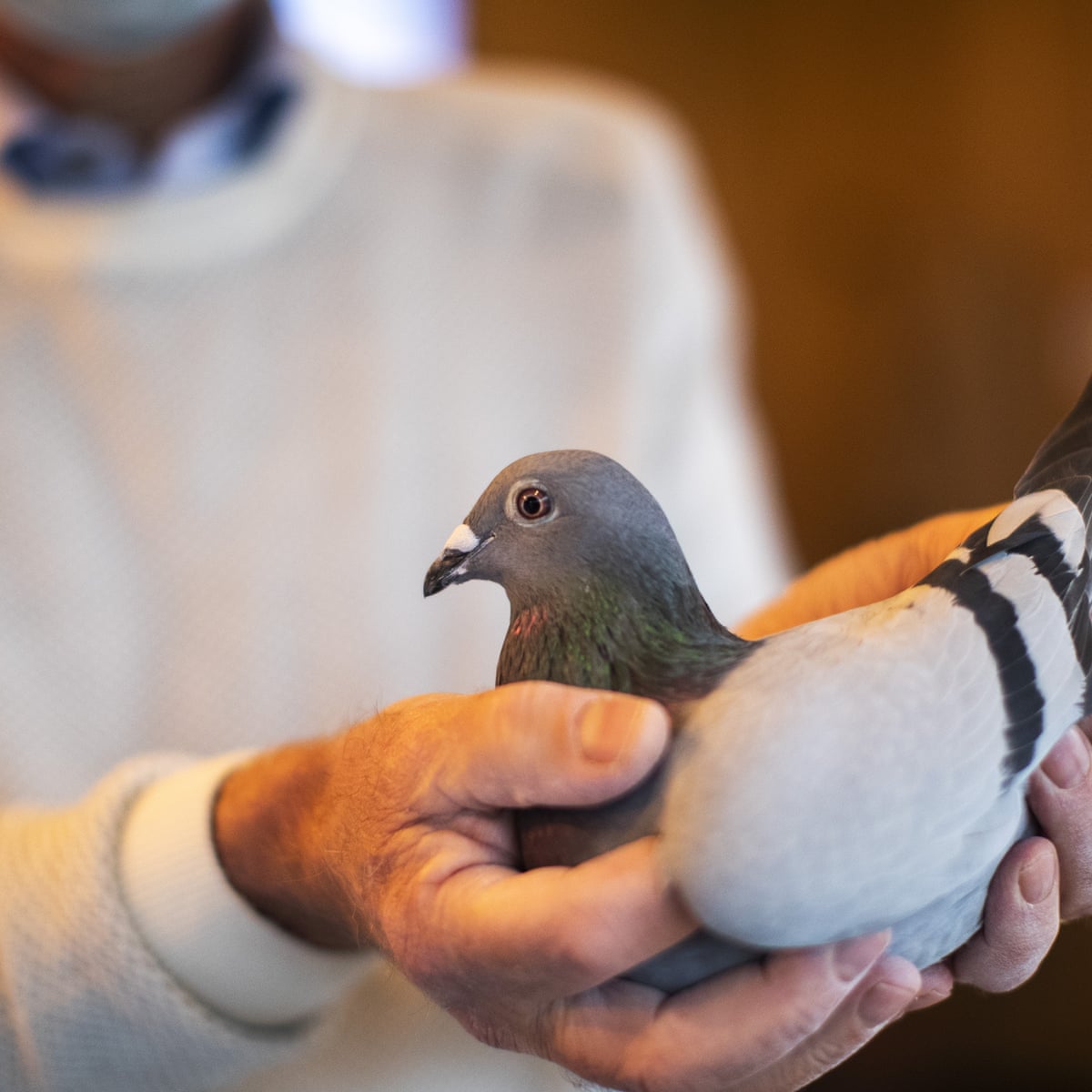Belgian Racing Pigeon Sets Fanciers Hearts Aflutter In 1 6m Sale Animals The Guardian Belgian Racing Pigeon Sets Fanciers Hearts Aflutter In 1 6m Sale Animals The Guardian