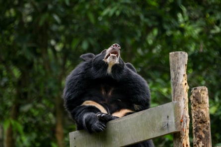 A moon bear plays inside its sanctuary at the bear sanctuary in Tam Dao national park, Vietnam.