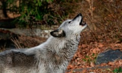 A wolf howls at a Wolf Conservation Center on December 6, 2020 in South Salem, New York.