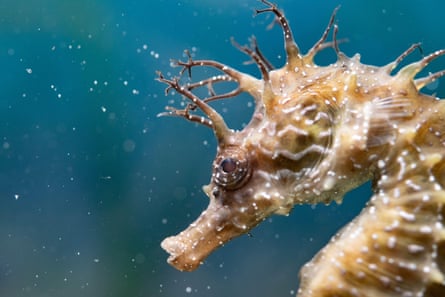 A seahorse.
