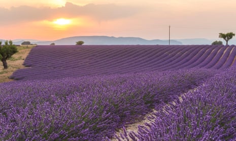Purple haze … sunset in a lavender field near Digne.