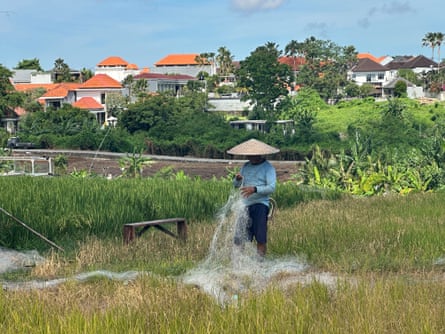 A farmer in their rice field with villas behind