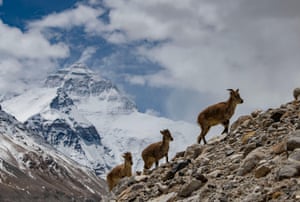 Ovelhas azuis na reserva natural nacional do Monte Qomolangma em Lhasa, capital da região autônoma do Tibet, no sudoeste da China.