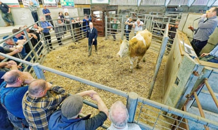 A bull is auctioned at a cattle market. Farmers surround a pen as a man on a microphone leads the bidding