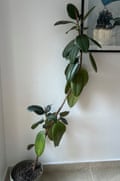 Rubber plant Kevin, London