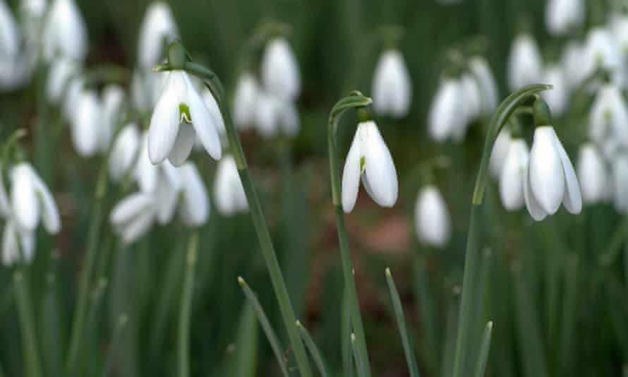 Early bloom: snowdrops at Tregoose in Cornwall, the first to flower in Britain.