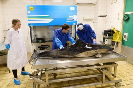 Spiro (centre) and his colleague Matt Perkins, conduct a postmortem on a porpoise that was found stranded in Cornwall. Spiro and Perkins are both part of ZSL’s Cetacean Strandings Investigation Programme