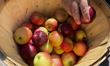 Honeycrisp was just the beginning: inside the quest to create the