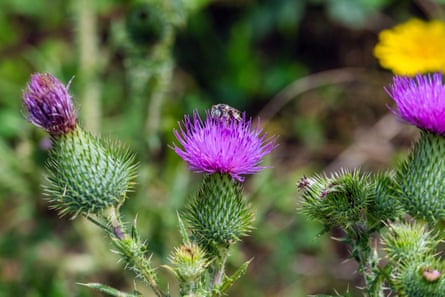An insect, possibly a bee, sits on top of a vibrant thistle.