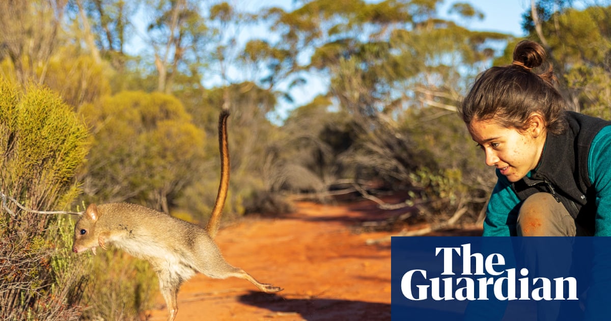 One giant leap for bettongs released into sanctuary as wildlife conservancy aims to operate on 5% of Australia