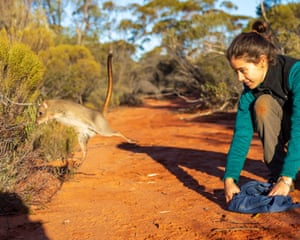 A small grey-brown mammal with long tail, long hind legs and short front legs, like a mini-kangaroo with a rat-like head, hops out of a cloth carrier over orange earth into scrubland as a ranger kneels by and looks on