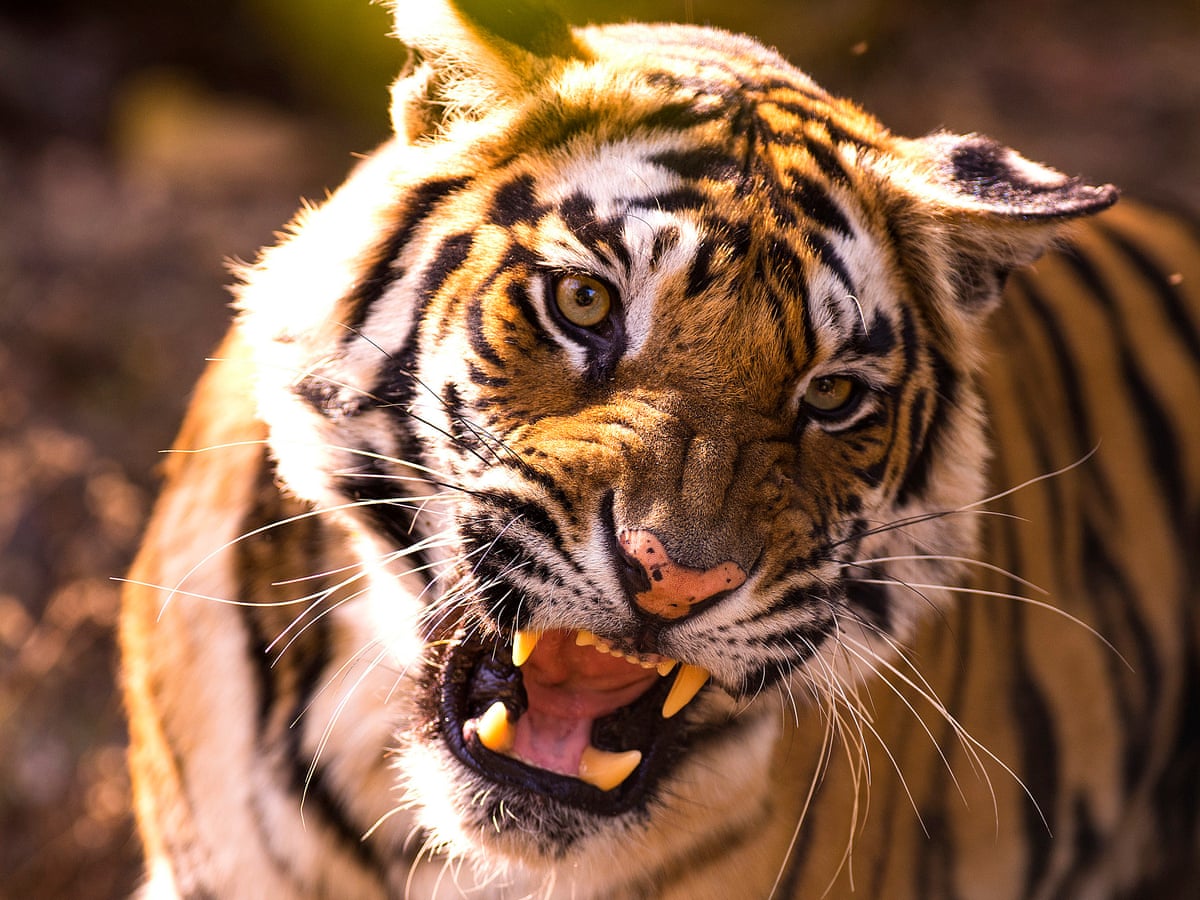 Tiger surprise: weed smokers find big cat in abandoned Houston home |  Houston | The Guardian