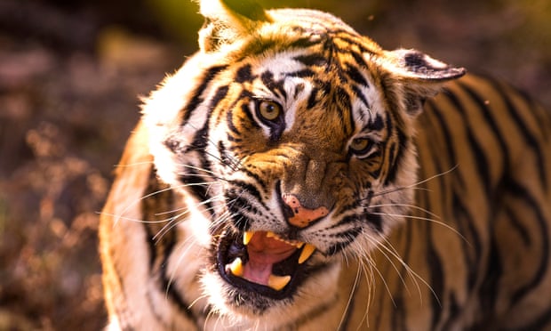 Episode five of the new BBC series Dynasties looks at the fight for survival of a tiger.