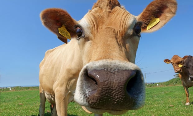 Jersey cows in a field