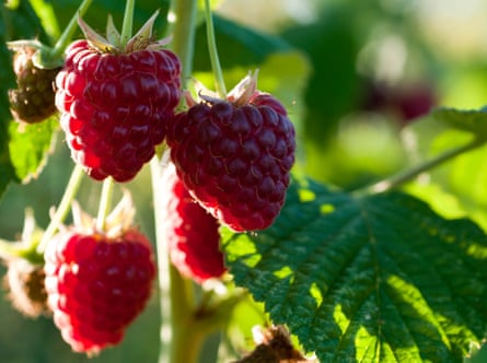 raspberries on a vine