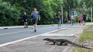 lizards intruding upon popular fishing spots, raiding livestock, and even crawling into people’s homes.