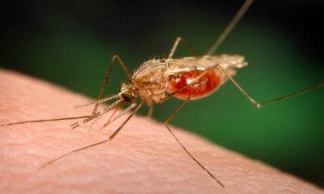 A mosquito takes blood from a human host. Resistance to the latest anti-malarial drugs poses a major problem for scientists.