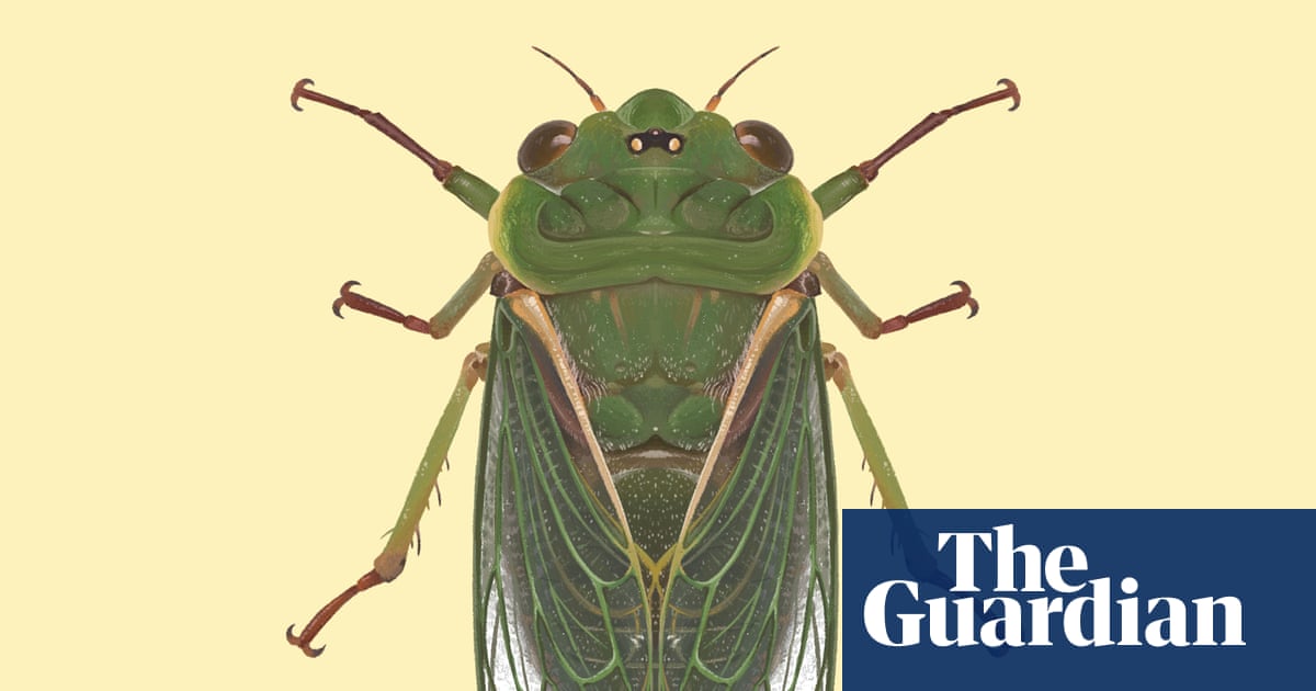 'Like a jet taking off': the cicada that can top 120 decibels and nearly break the pain threshold