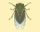 ‘Like a jet taking off’: the cicada that can top 120 decibels and nearly break the pain threshold