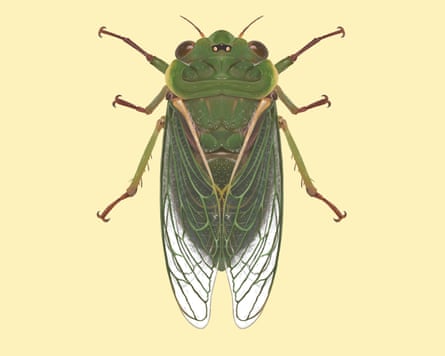 Cicada