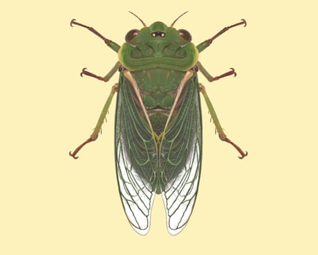 ‘Like a jet taking off’: the cicada that can top 120 decibels and nearly break the pain threshold