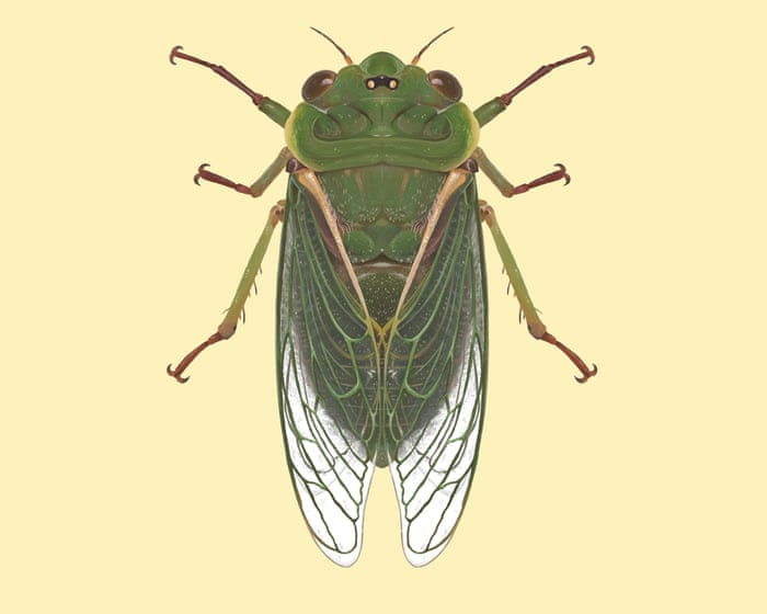 ‘Like a jet taking off’: the cicada that can top 120 decibels and nearly break the pain threshold