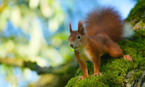 ‘Plucky underdog’ … a red squirrel.