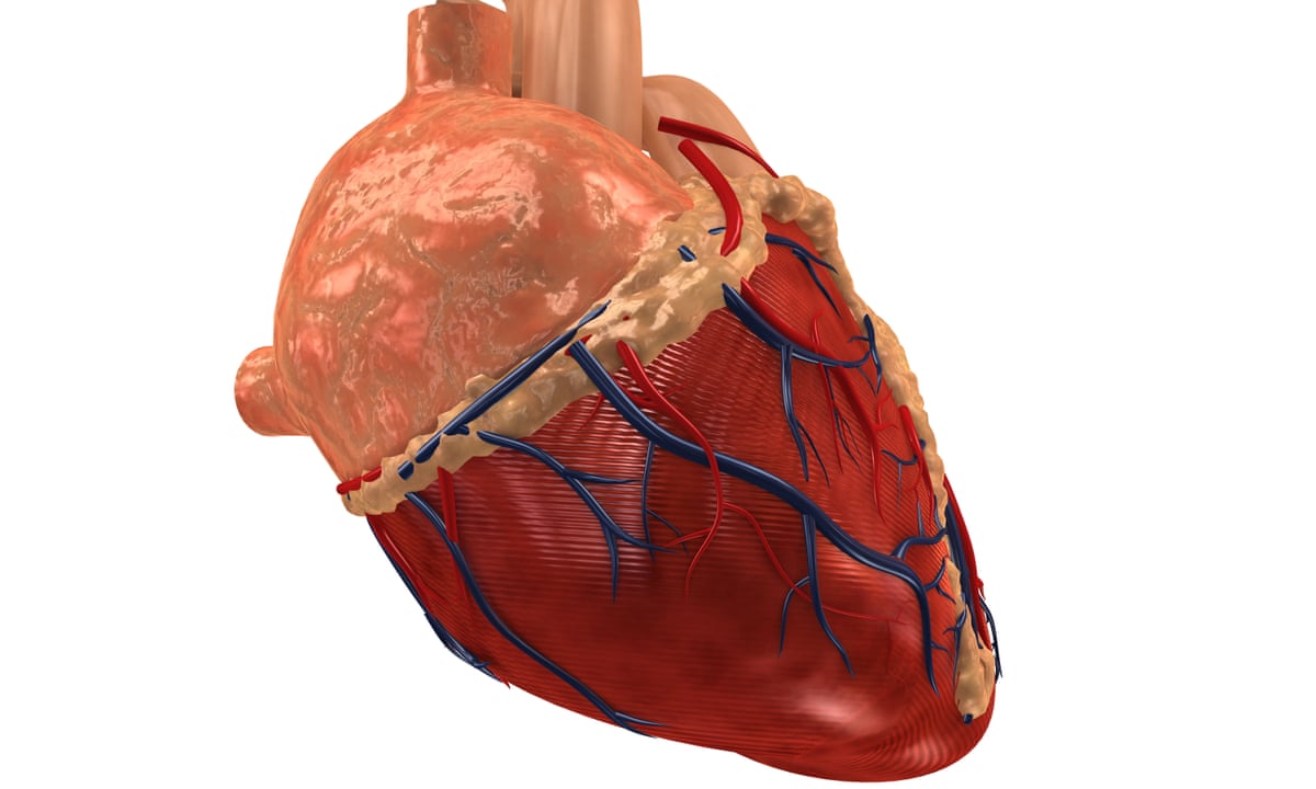 Heart Tissue Cryogenics Breakthrough Gives Hope For Transplant Patients Medical Research The Guardian