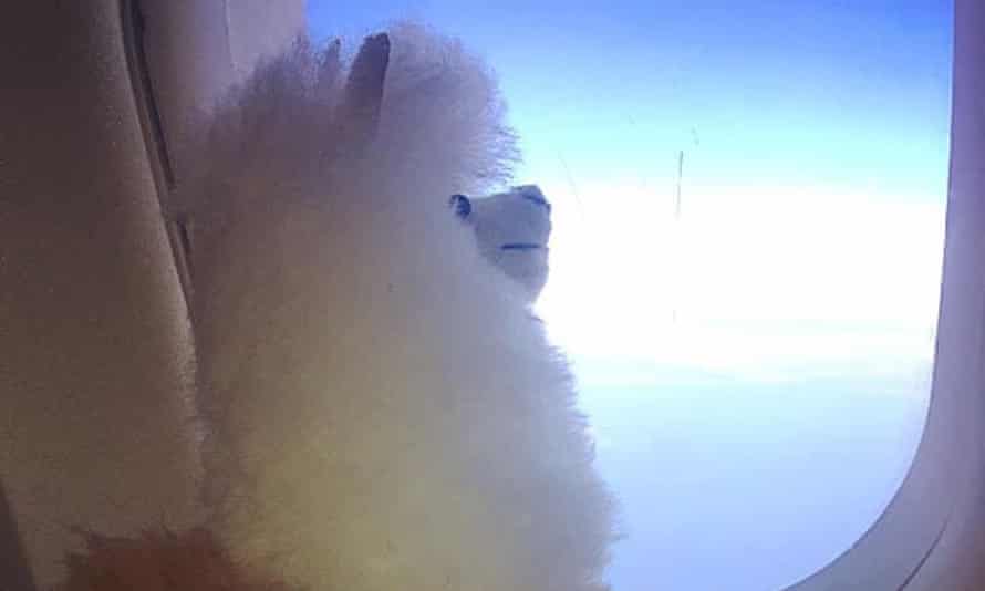 ‘A lizard hitched a lift in my bag!’: 10 readers on their most memorable holiday souvenirs 1 Little fluffy clouds ... and one big fluffy passenger.