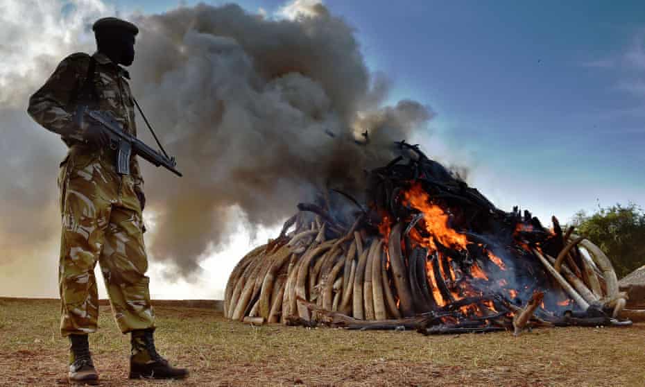 A Kenya Wildlife Services officer watches as 15 tonnes of elephant ivory seized in Nairobi National Park is burned.