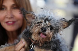 Yvonne Morones of Santa Rosa, California, holds her dog Scamp