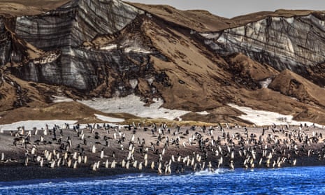 Potent pong … a chinstrap penguin colony on Deception Island.
