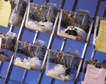 Rats in cages