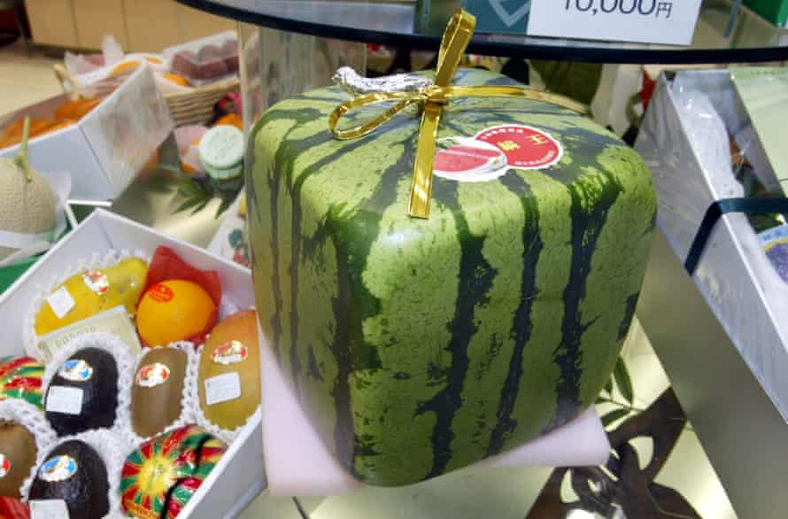 A square watermelon sits in a department store in Tokyo. They sell for about USD$80