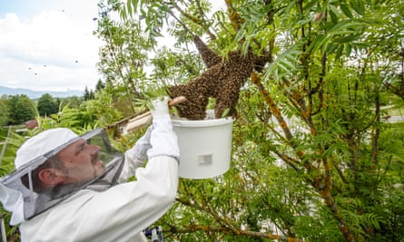 Urban beekeeper Gorazd Trusnovec removes a runaway swarm from a treetop in Ljubljana, Slovenia, on May 14, 2017, by droping as many bees into a bucket, hoping to trap the queen and make the rest of the bees follow. In picking up swarms he often needs help of local fire departments that provide a ladder.