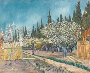 Orchard bordered by cypresses