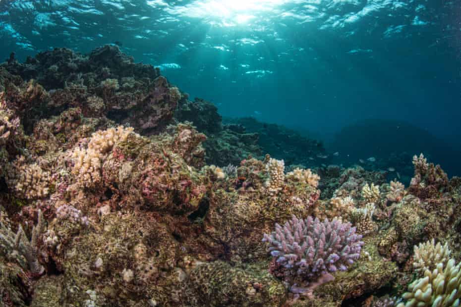 Branching corals, such as this purple Acropora, tend to grow faster than other hard corals